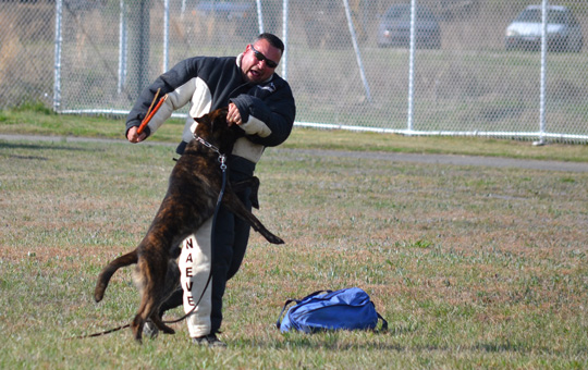 Trained dog subduing an attacker