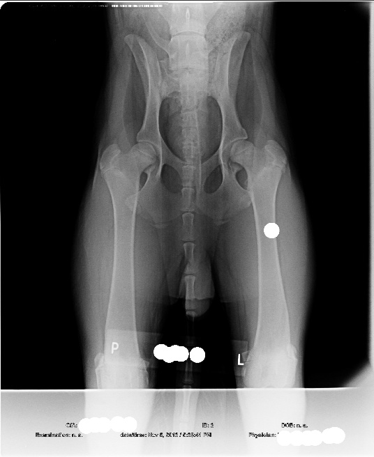Hip Dysplasia, x-ray, dog radiographs