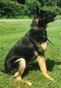 Nitro the german shepherd waiting for his next command.